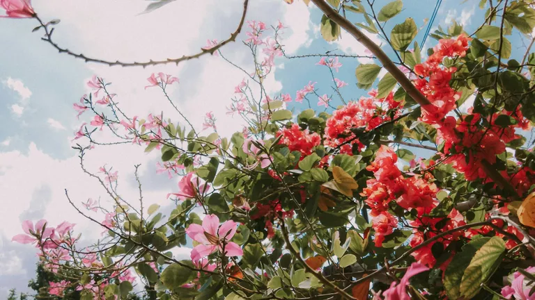 家族葬におすすめの葬儀社は？実際に利用した自分が比較して選ぶならこの2社