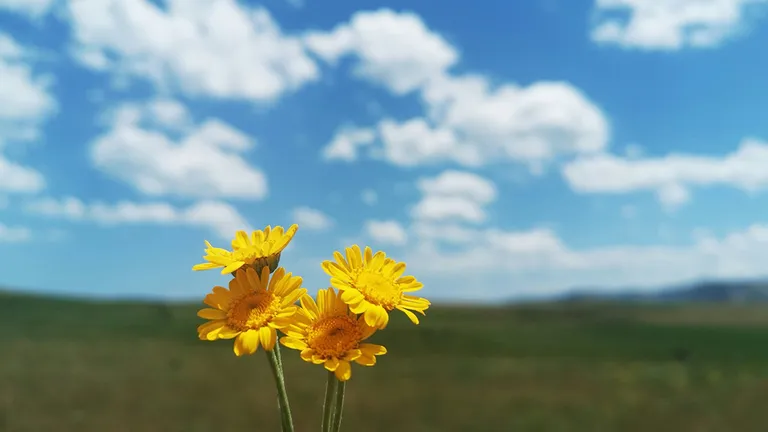 中山美穂さん20億円遺産の相続放棄｜一般家庭にも起こりうる「払えない相続税」問題