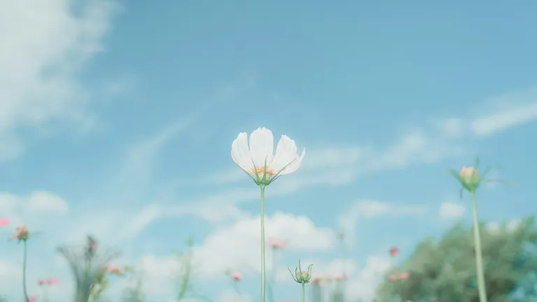 葬儀費用の全国平均データ｜形態別・地域別の最新統計【調査レポートまとめ】