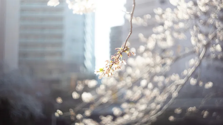 葬儀社の選び方がわからなかった自分が、今なら確認する5つのこと